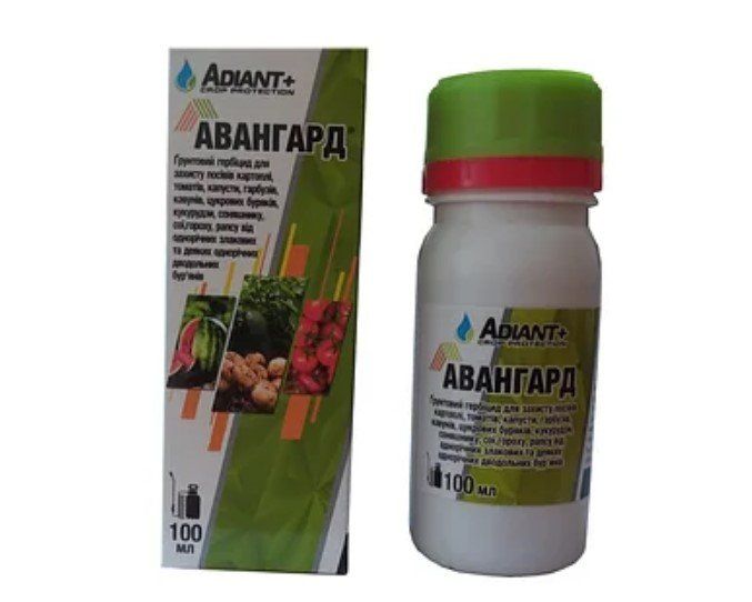 avangard-analog-dual-gold-100ml-15477221906533.jpg